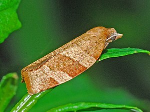 Tortricidae - Pandemis cerasana-001.JPG