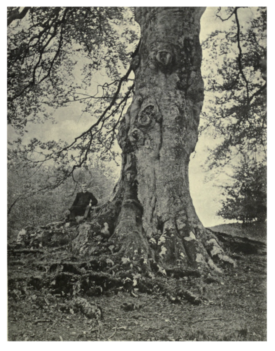 Plate 58: The Gladstone Beech at Pinbury Park