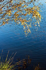 Trees at Rotemyr lake in Lysekil