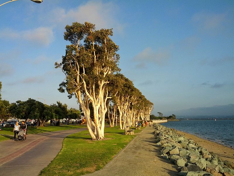 File:Trees in Chula Vista Bayfront Park.jpg