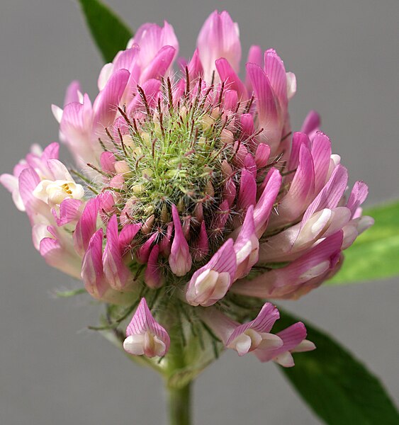 File:Trifolium alpestre flower (13).jpg