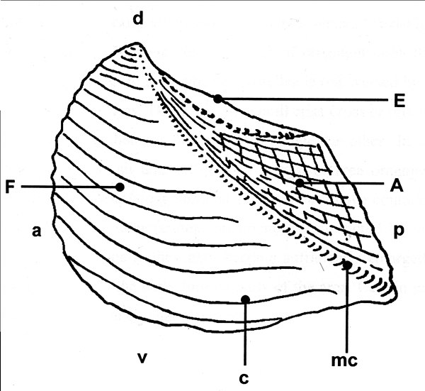 Diagram of Trigonia costata James Parkinson, showing main morphological features of the shell exterior; a) Anterior; p) Posterior; d) Dorsal; v) Ventral; F) Flank; A) Area; c) Costae; mc) Marginal Carina. Trigonia costata ranges from the Lower Jurassic (Toarcian) to Middle Jurassic (Callovian). Trigoniacostata.jpg