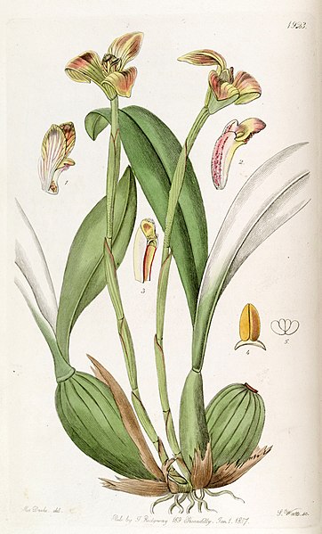 File:Trigonidium obtusum - Edwards vol 23 pl 1923 (1837).jpg