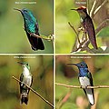 Image 16Hummingbirds of Trinidad and Tobago (from Biota of Trinidad and Tobago)