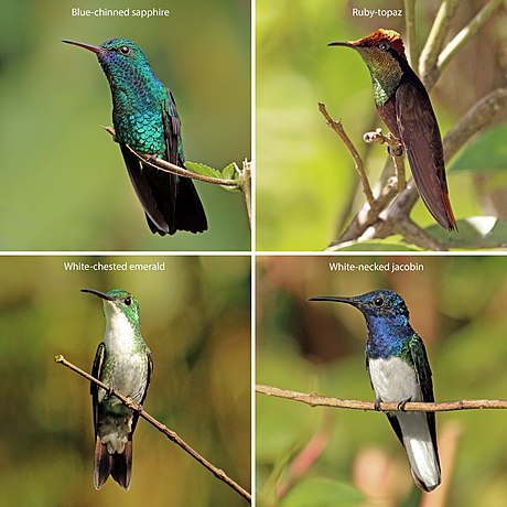 Trinidad and Tobago hummingbirds composite.jpg