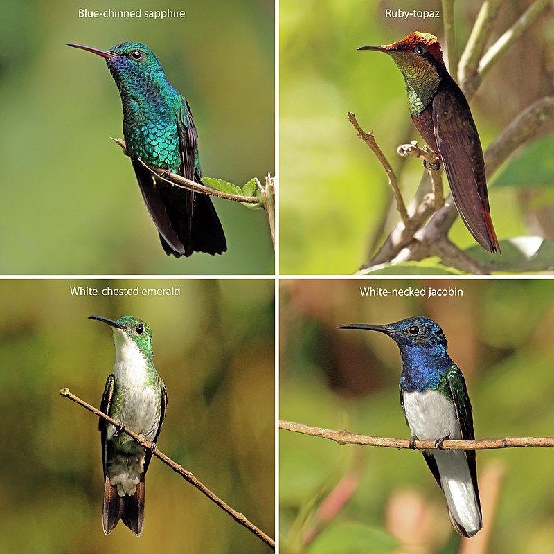 UPDATED: Types of Blue Birds: 20 Most Common Species (With Photos)