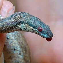 A West Indian wood snake displaying autohaemorrhaging. The eyes are fully flooded with blood and some is emerging from the mouth. Tropidophis curtus barbouri autohaemorrhaging.jpg