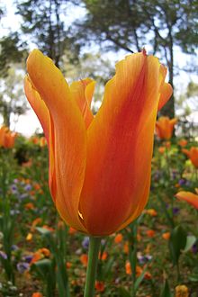 Tulipa fosteriana.jpg