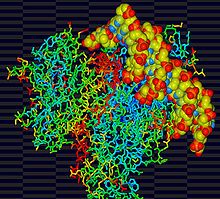 p53-DNA damage complex Tumour suppressor p53-DNA complex.jpg