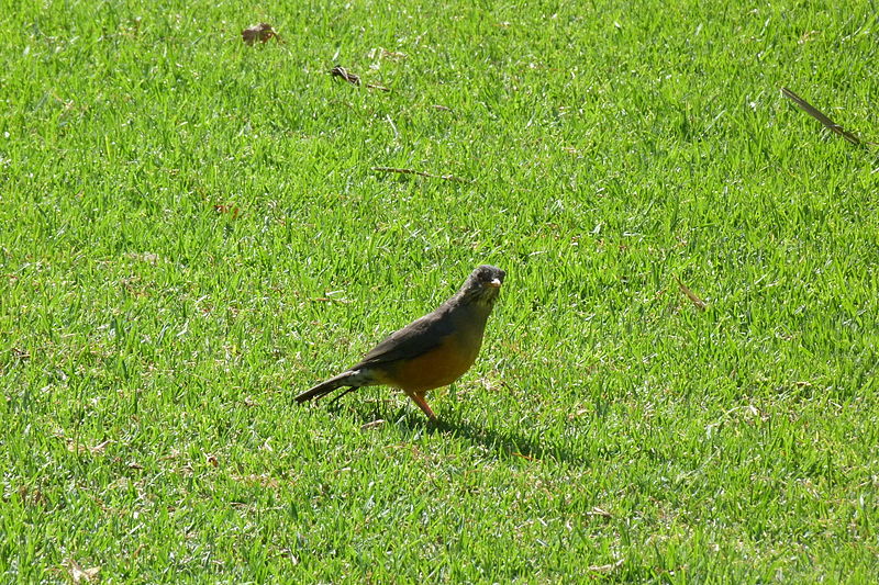 File:Turdus olivaceus (8453322560).jpg