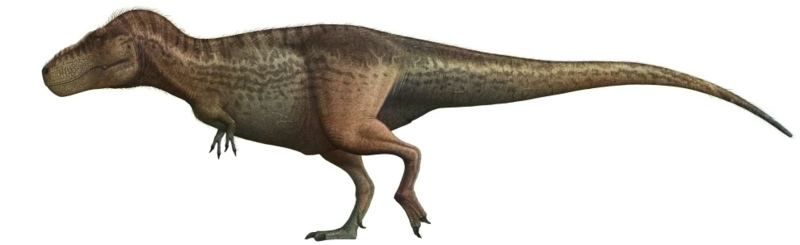 File:Tyrannosaurus-rex-Profile-steveoc86 (coloured)(mirror).png