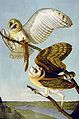 Tyto alba (Audubon).jpg