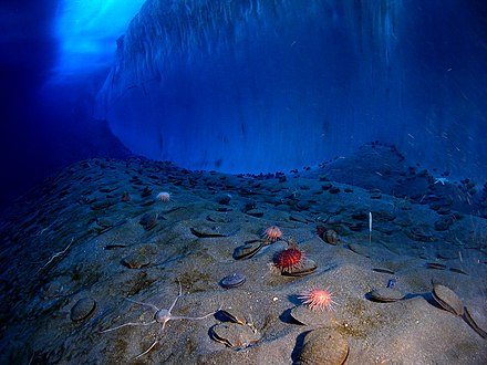 Underwater photo showing the diverse animal life in McMurdo Sound, including the scallop Adamussium colbecki, sea urchin Sterechinus neumayeri, sea sponge Homaxinella balfourensis, brittlestar Ophionotus victoriae and sea spider Colossendeis