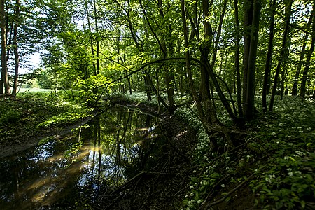 Unkenbach im Elmuß