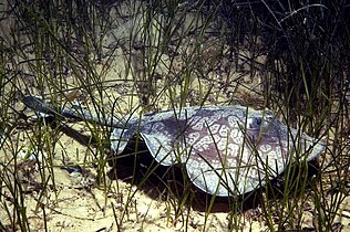 Spotted stingarees (Urolophus gigas) are found along the Western Australian coast.