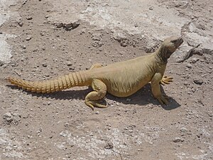 Uromastyx-unknown.JPG