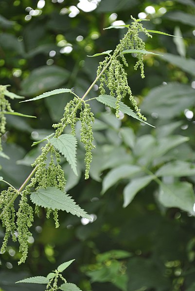 File:Urtica dioica (1).jpg