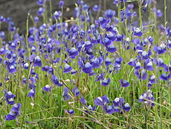 Utricularia reticulata 02.JPG