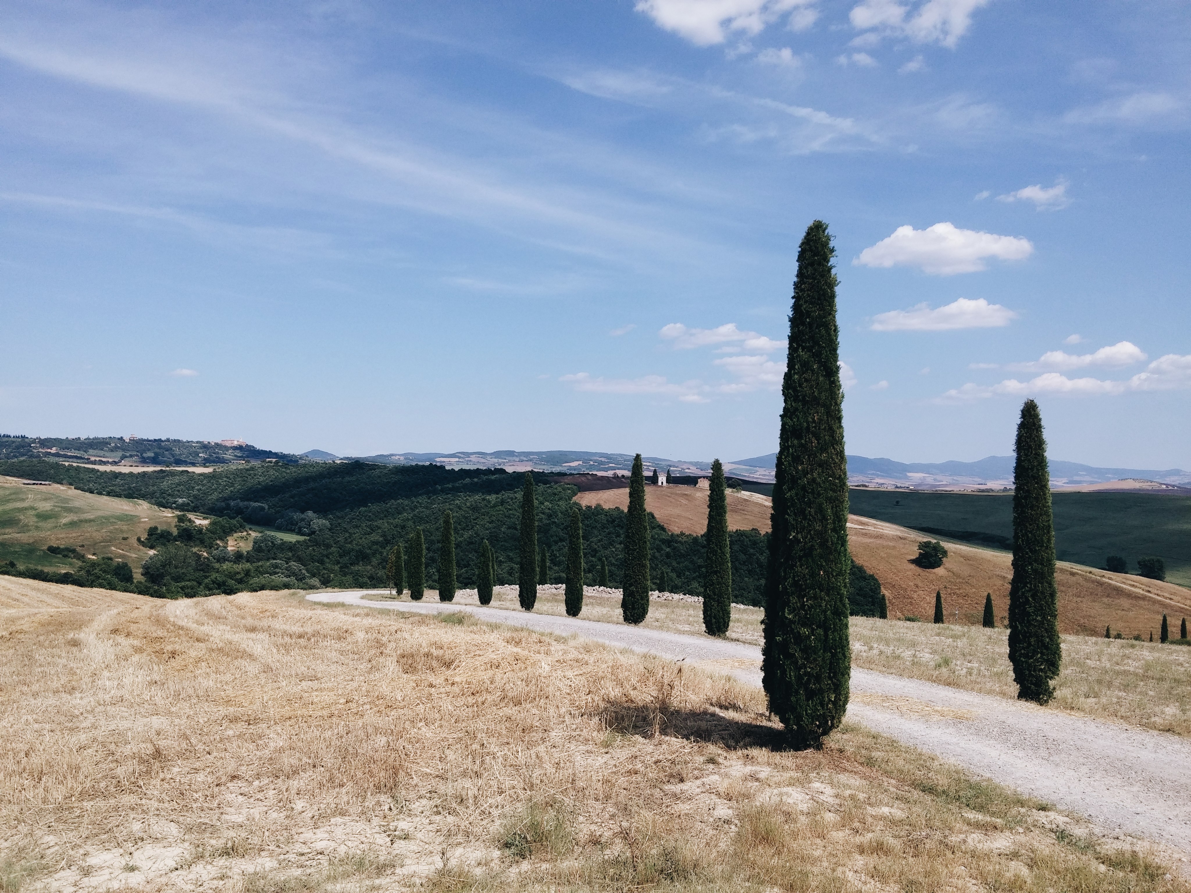 Typical cypress in Val d'Orcia