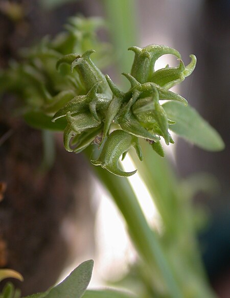 Valerianella_echinata