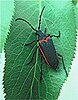 Valley elderberry longhorn beetle