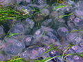 Moon Jelly (Aurelia aurita)