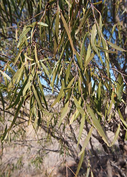 File:Ventilago viminalis foliage.jpg