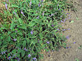 Verbena lasiostachys var. scabrida 001.jpg