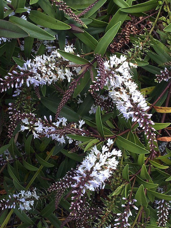 The Waitākere rock koromiko, Veronica bishopiana, is endemic to the Waitākere Ranges