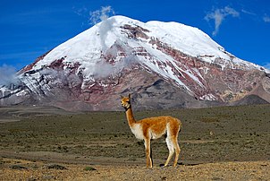 Une vigogne (Vicugna vicugna) devant le Chimborazo, en Équateur. Ce volcan de la cordillère Occidentale figure sur les armoiries de l'Équateur. (définition réelle 3 872 × 2 592)