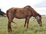 Cheval montrant de nombreux signes de vieillesse, notamment les poils blancs sur la tête, le pelage hirsute et le dos creux.