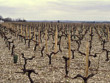 Vingårdarna i Médoc på vintern