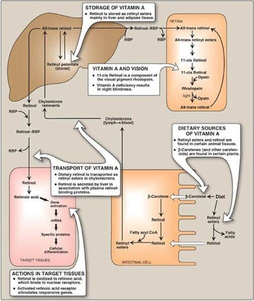 File:Vitamin D mechanism .jpg