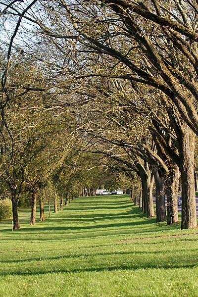 File:Washington Road Elm Allée (east side).jpg