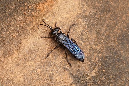 Unidentified Sphecidae