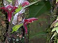 Costa. Jesus on the cross. Columnea raymondii ist sehr ähnl. Agalmyla columneoides hat ähnl Blütenform. Könnte also Gesneriaceae sein.