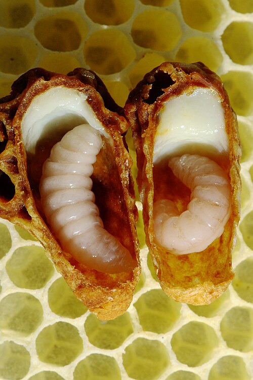 Older queen larvae in queen cell lying on top of wax comb