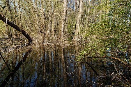 Wetland Weiherwald Karlsruhe