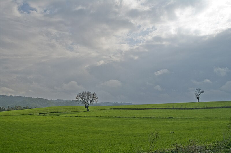 File:Wheat fields in Sarıçam 03.jpg