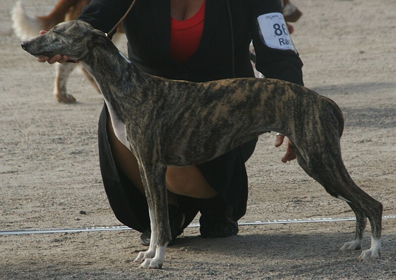 File:Whippet 2018 7.jpg