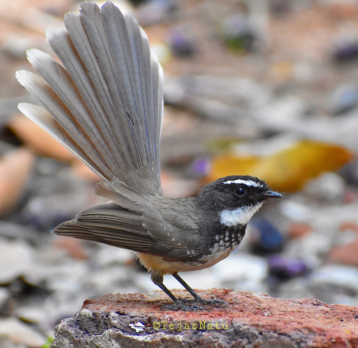 White throated. White-throated Fantail.