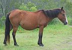 Banker horse in Corolla, North Carolina