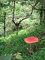 Some mushrooms have vivid colors, like this Amanita muscaria.