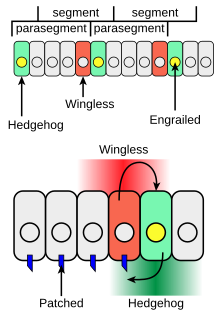 Figure 4. Interactions between Wingless and Hedgehog Wingless and Hedgehog reciprocal signaling during segmentation of Drosophila embryos.svg