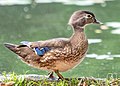 * Nomination Female wood duck in Prospect Park (Brooklyn, NY, USA) --Rhododendrites 03:11, 2 June 2022 (UTC) * Promotion  Support Good quality. --Velvet 06:57, 3 June 2022 (UTC)