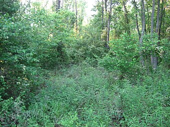 Woodland at Swan's Landing.jpg