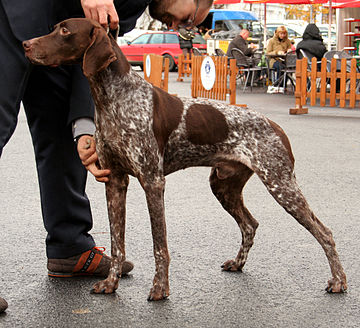 Francia vizsla