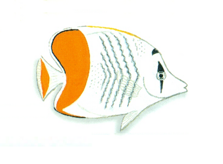 Tập_tin:XRF-Chaetodon_madagaskariensis.png