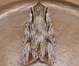 <i>Xestia infimatis</i> Species of moth