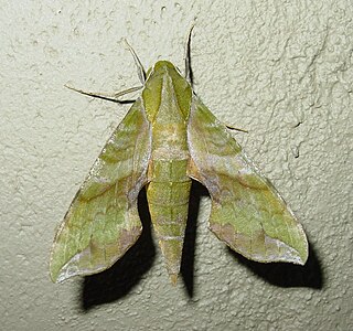 <i>Xylophanes pluto</i> Species of moth